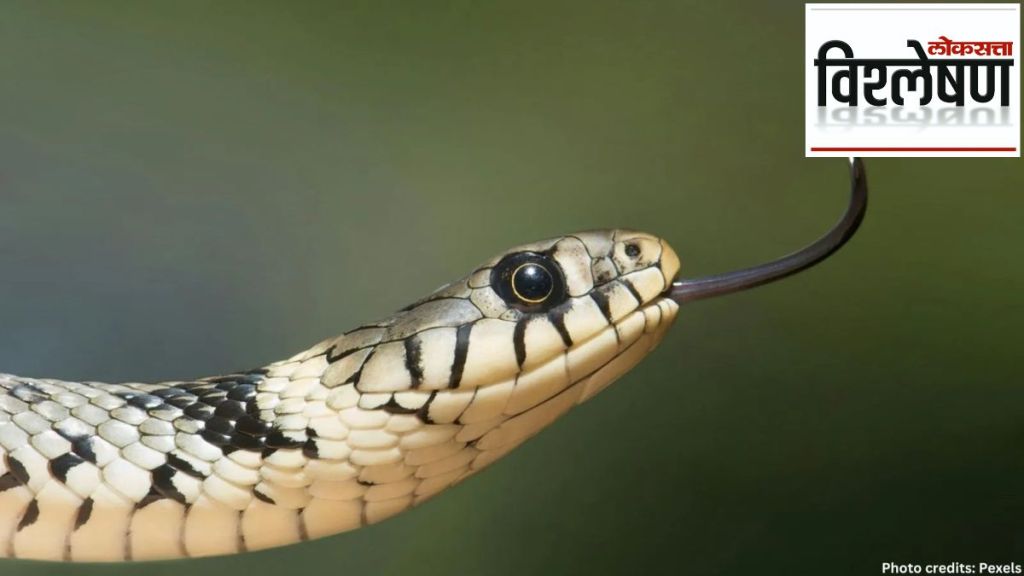 snake bites disease