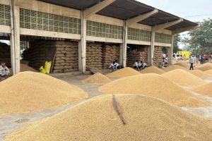 traders soybean goods are kept in sheds and farmers goods are kept in open place in market committee in yavatmal