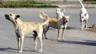 Pune Municipal Corporation takes action after stray dog ​​attack