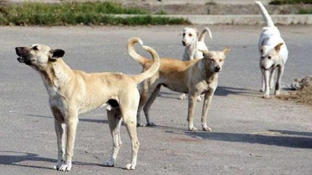 Pune Municipal Corporation takes action after stray dog ​​attack