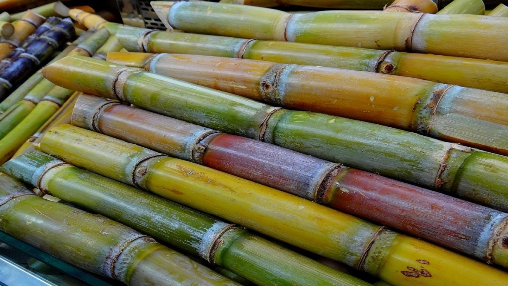 Sugarcane Cultivation Kolhapur , Sugarcane ,