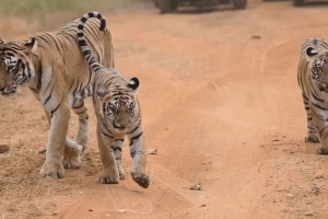 Chhoti Tara Tadoba , Tadoba Chhoti Tara Tiger Calf Video, Chhoti Tara Tiger,