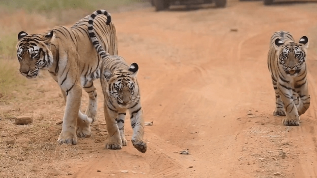 Chhoti Tara Tadoba , Tadoba Chhoti Tara Tiger Calf Video, Chhoti Tara Tiger,