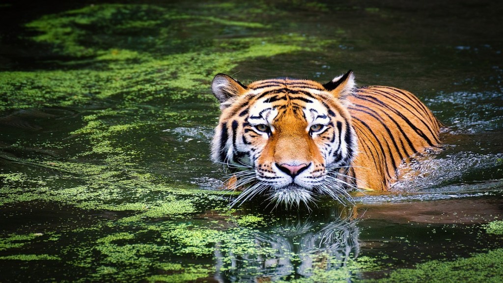 Bhandara District Tiger Attack, Chandrapur District Tiger Attack, Maharashtra Tiger,