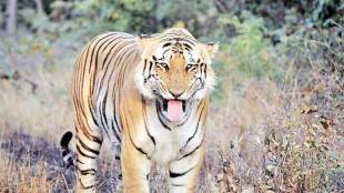 tiger sighted again in barshi fear continues among villagers