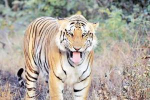 tiger sighted again in barshi fear continues among villagers