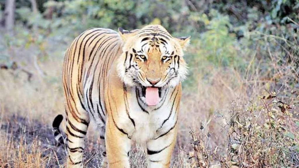 tiger sighted again in barshi fear continues among villagers