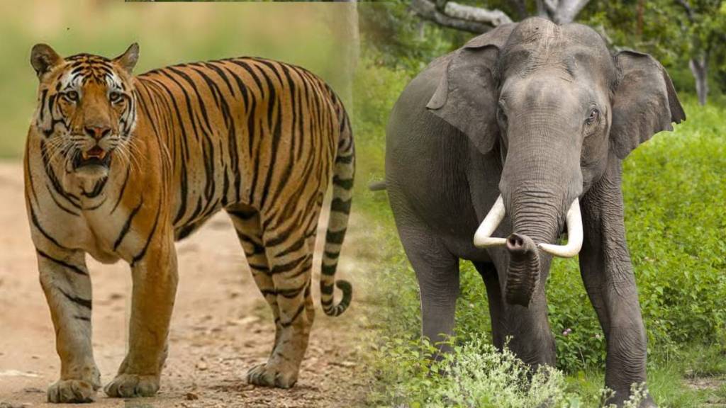 10 killed in wild elephant tiger attacks in Gadchiroli in a year