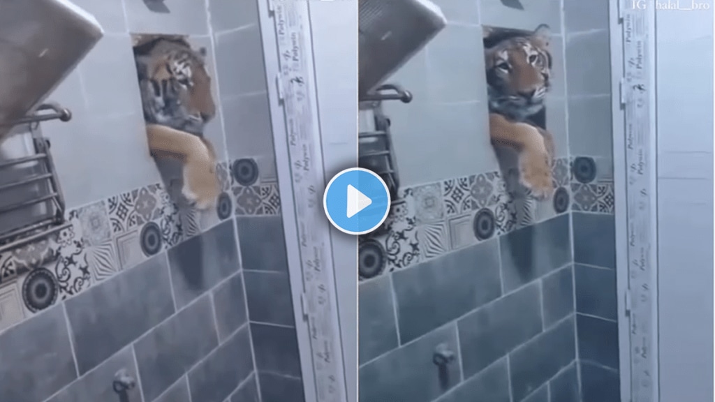 Tiger enters toilet window viral video on social media