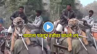 tiger seen sitting on elephant shocking video viral