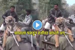 tiger seen sitting on elephant shocking video viral