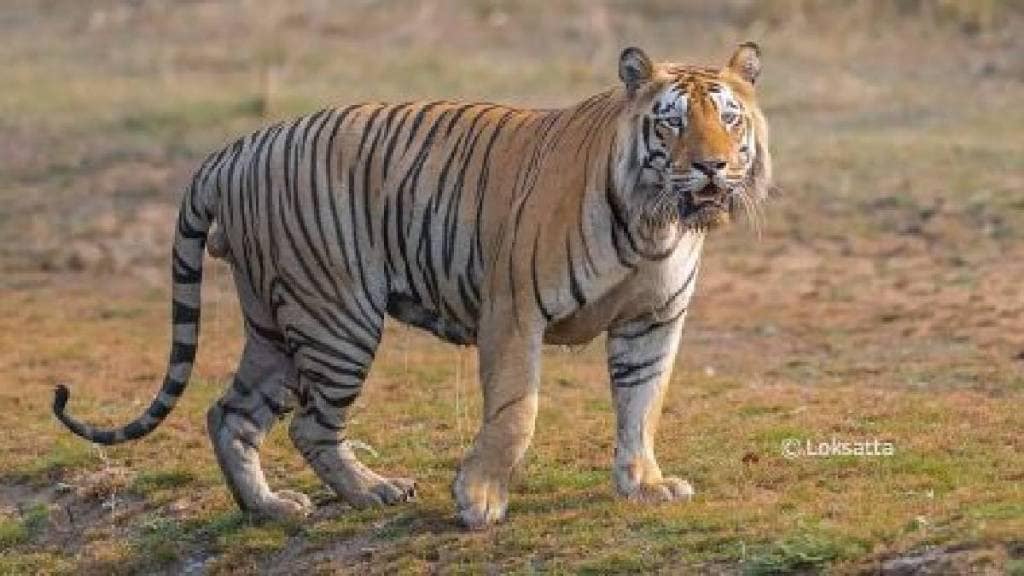 Proposal to release tiger from Barshi into Sahyadri Tiger Reserve