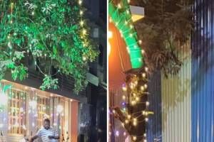 kdmc garden department warns action against decorative lighting on trees on occasion of the new year