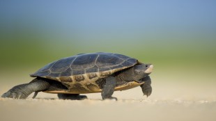 turtles, rescue missions, Wildlife Treatment Center,