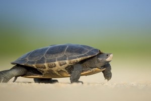 turtles, rescue missions, Wildlife Treatment Center,