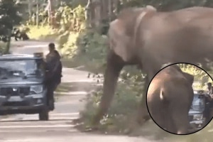 video group of people try to track a problematic elephant and watch what happened after that