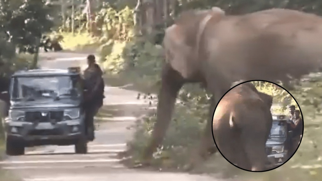 video group of people try to track a problematic elephant and watch what happened after that