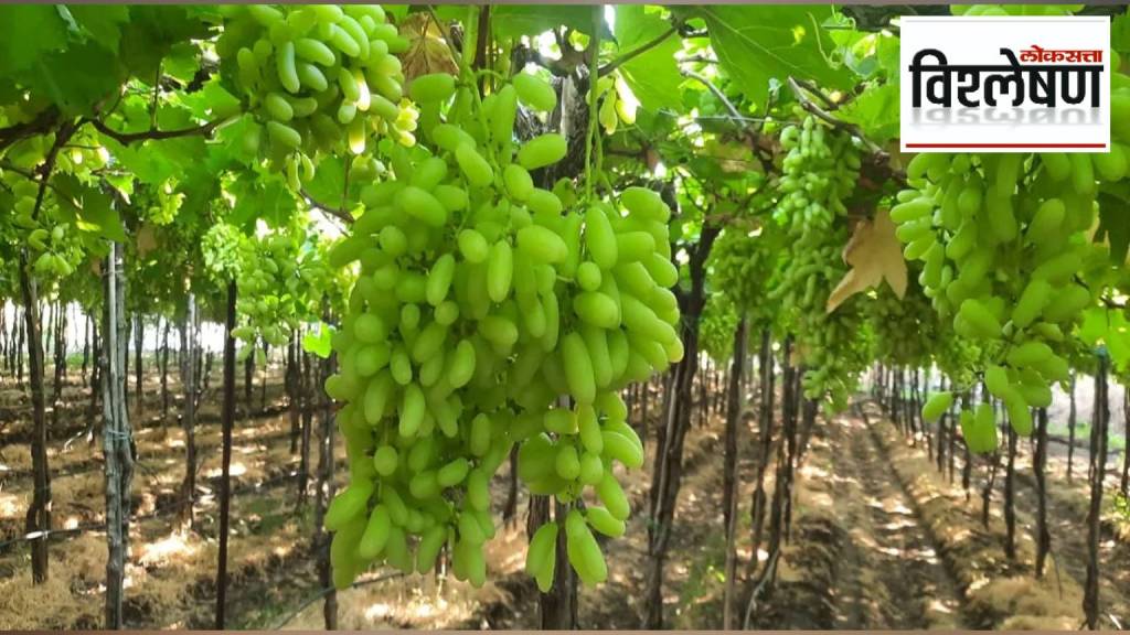 Maharashtra accounts for 95 percent of the country grape production but why do farmers still destroy vineyards