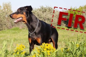 Sangamner case registered rottweiler dog breed