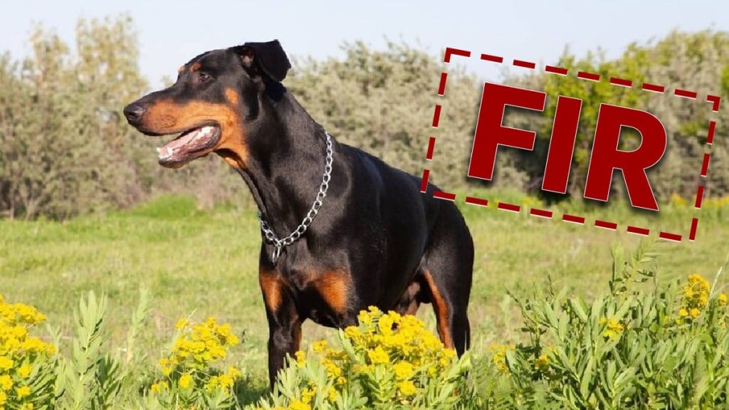 Sangamner case registered rottweiler dog breed