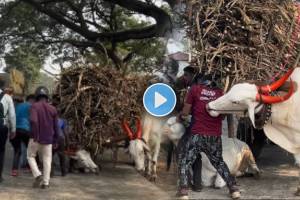 A bull carrying sugarcane sat on the road