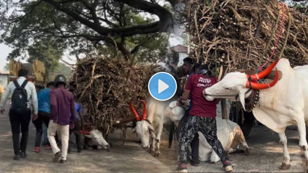 A bull carrying sugarcane sat on the road