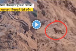 Video : Leopard Spotted on Torana Fort