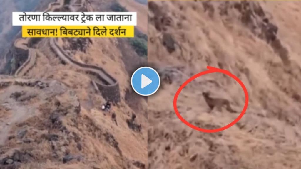 Video : Leopard Spotted on Torana Fort