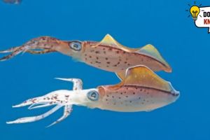 Squids Have Hearts in Their Heads