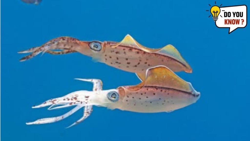 Squids Have Hearts in Their Heads