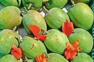 Alphonso Mangoes arrived in APMC market Navi Mumbai