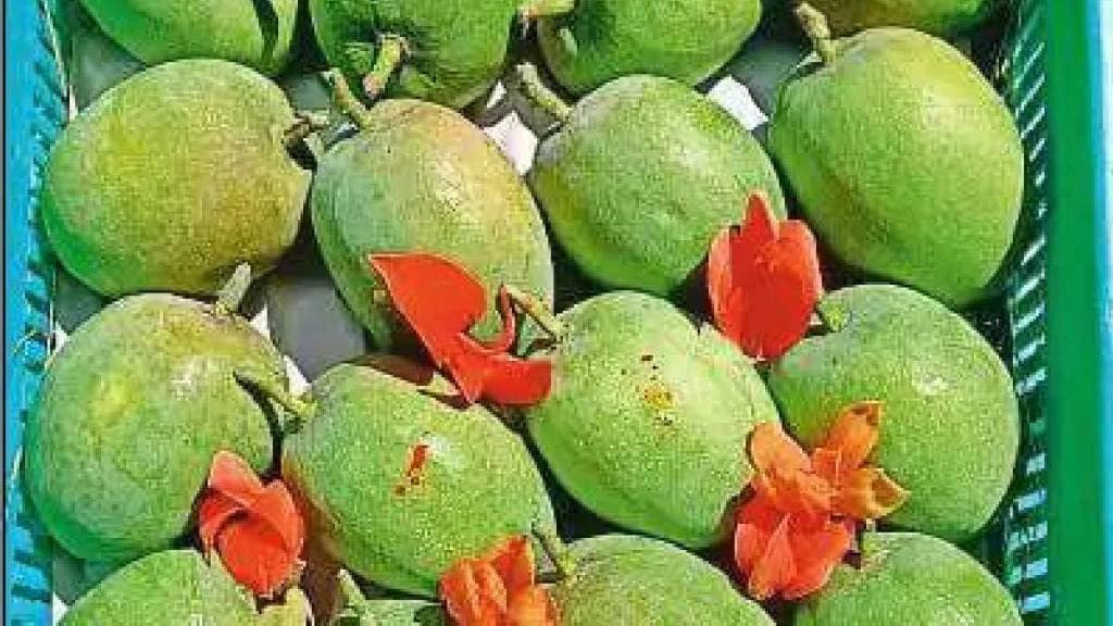 Alphonso Mangoes arrived in APMC market Navi Mumbai