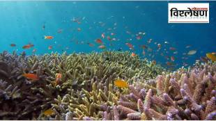 underwater forest as vast as the Amazon What is there in this marine forest that connects six countries