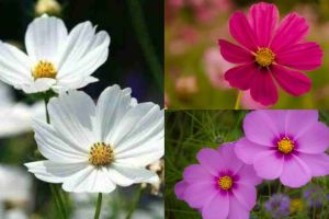 blossoms of Cosmos flowers in Autumn season