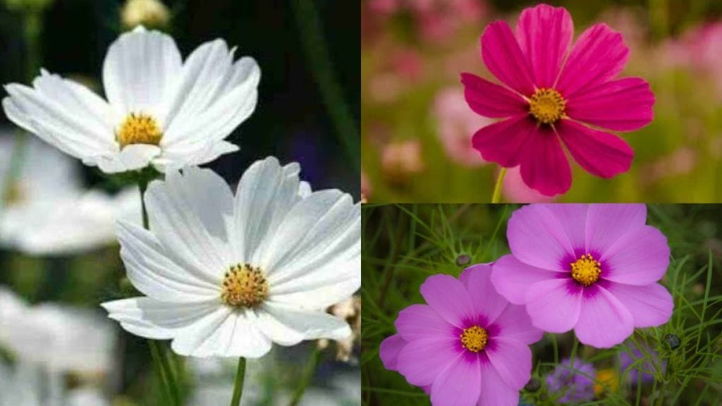 blossoms of Cosmos flowers in Autumn season