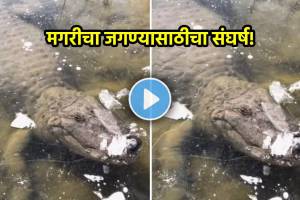 Crocodile Viral Video crocodile froze while lying in the lake