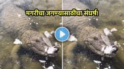 VIDEO : कडाक्याची थंडी अन् जगण्यासाठी संघर्ष! गोठलेल्या तलावातील मगरीची अवस्था पाहून तुम्हालाही बसेल धक्का