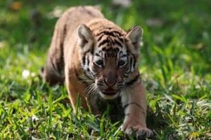 Two tigress cubs die in Pench Tiger Reserve