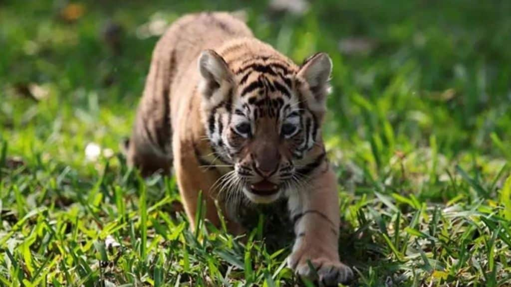 Two tigress cubs die in Pench Tiger Reserve