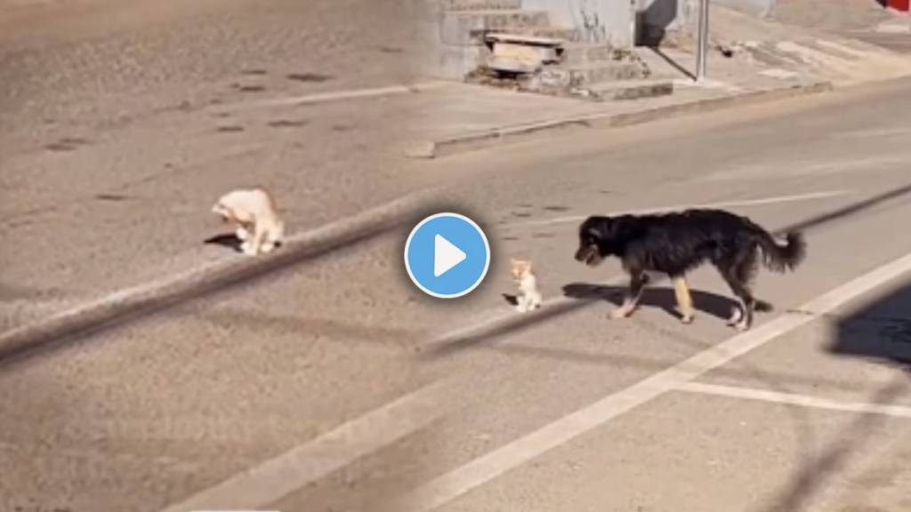 Dog Helps Small Kitten and carefully carrying in to the roadside