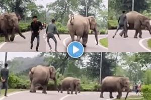 Elephant charges at man after persistent teasing