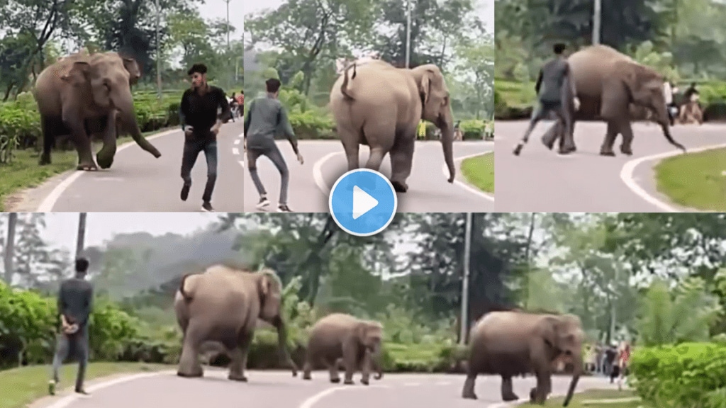 Elephant charges at man after persistent teasing