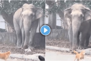 Elephants go to the market dogs bark Elephant greets curious dog with angry stare charges towards it Hilarious viral video