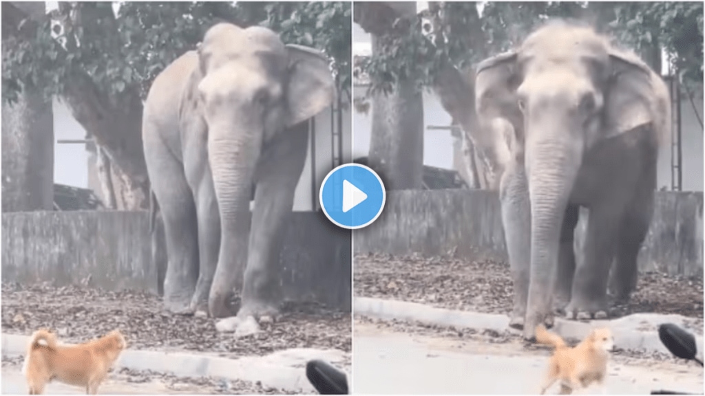 Elephants go to the market dogs bark Elephant greets curious dog with angry stare charges towards it Hilarious viral video