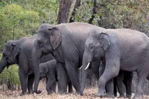 News About Elephants