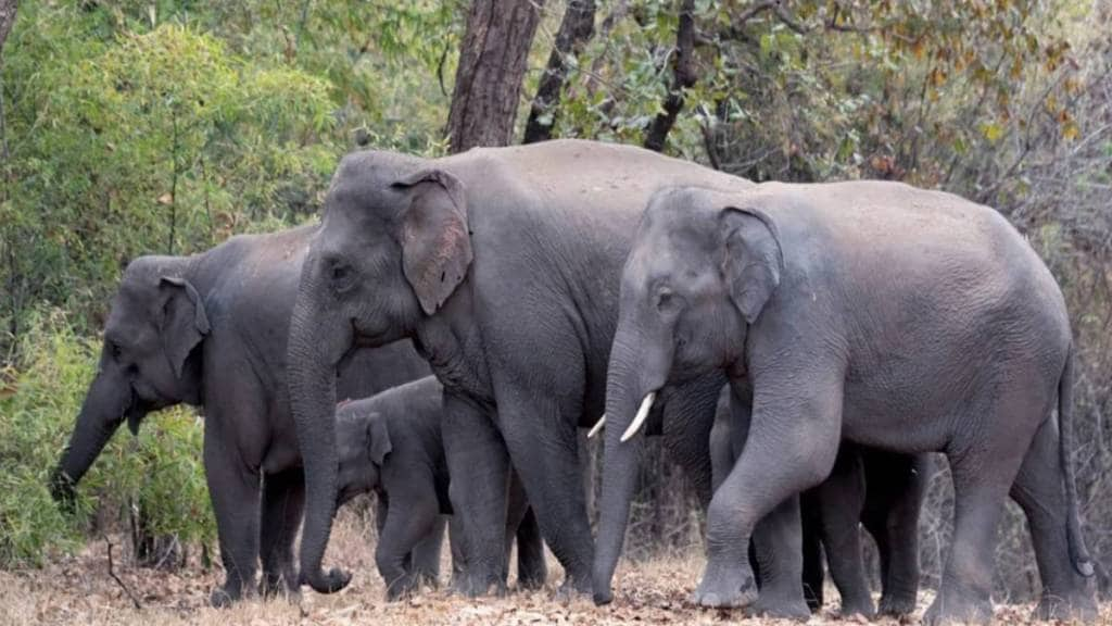 News About Elephants