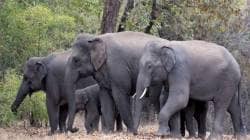 Elephants : प्राणीसंग्रहालयातून मुक्ती मागण्याचा हत्तींना कायदेशीर अधिकार नाही; अमेरिकेतील सर्वोच्च न्यायालयाचा निकाल