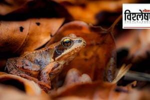 Female mate avoidance in an explosively breeding frog