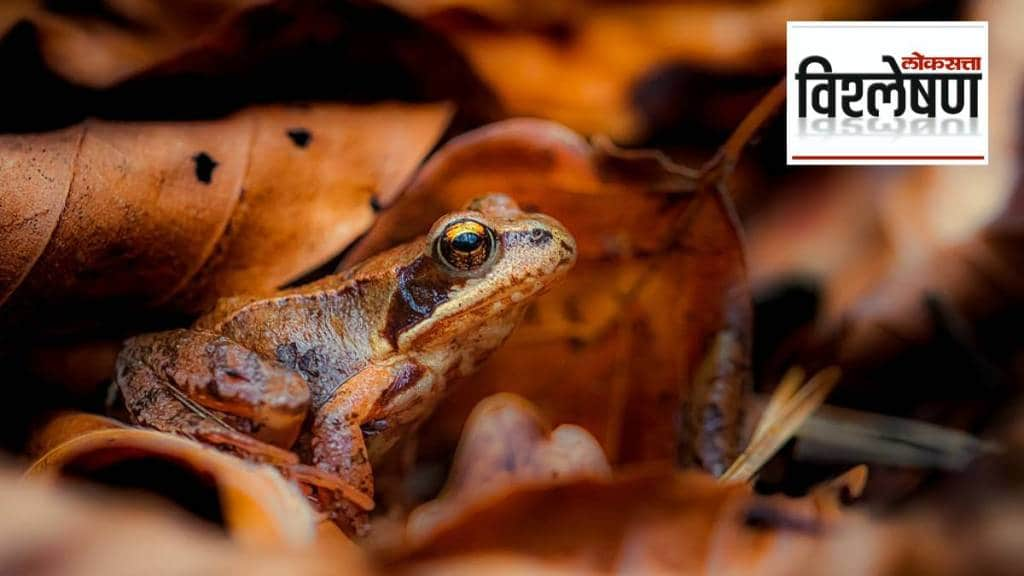 Female mate avoidance in an explosively breeding frog