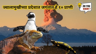 From Jack the Penguin to Volcano Rabbit This 10 creatures that thrive in volcanic environments